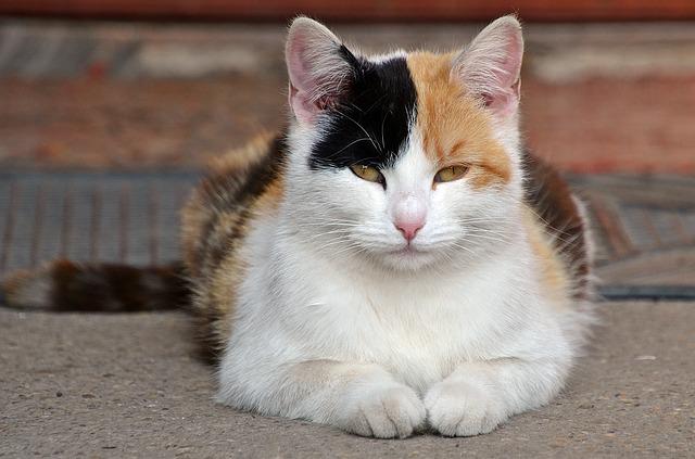 Harlequin cat