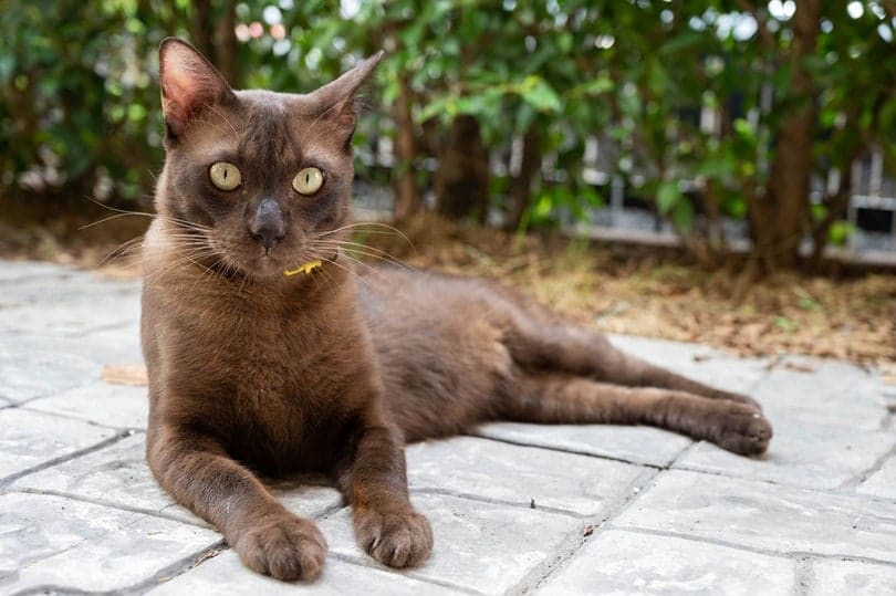 Havana Brown Cat lying on the floor outdoors