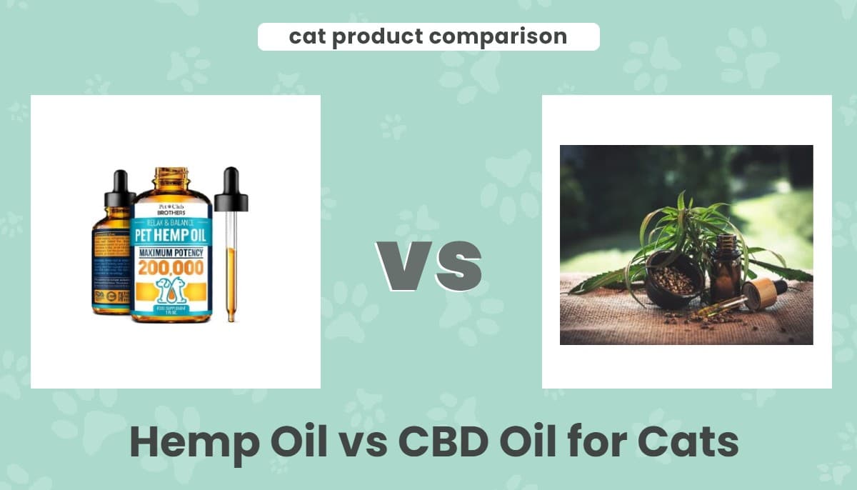 Hemp vs CBD oil