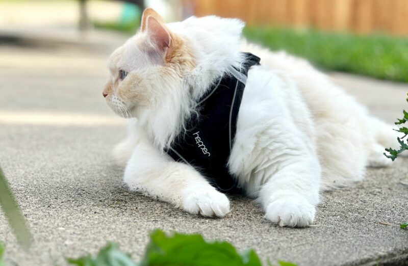 Hepper Harness - white himalayan persian - outside grass laying down