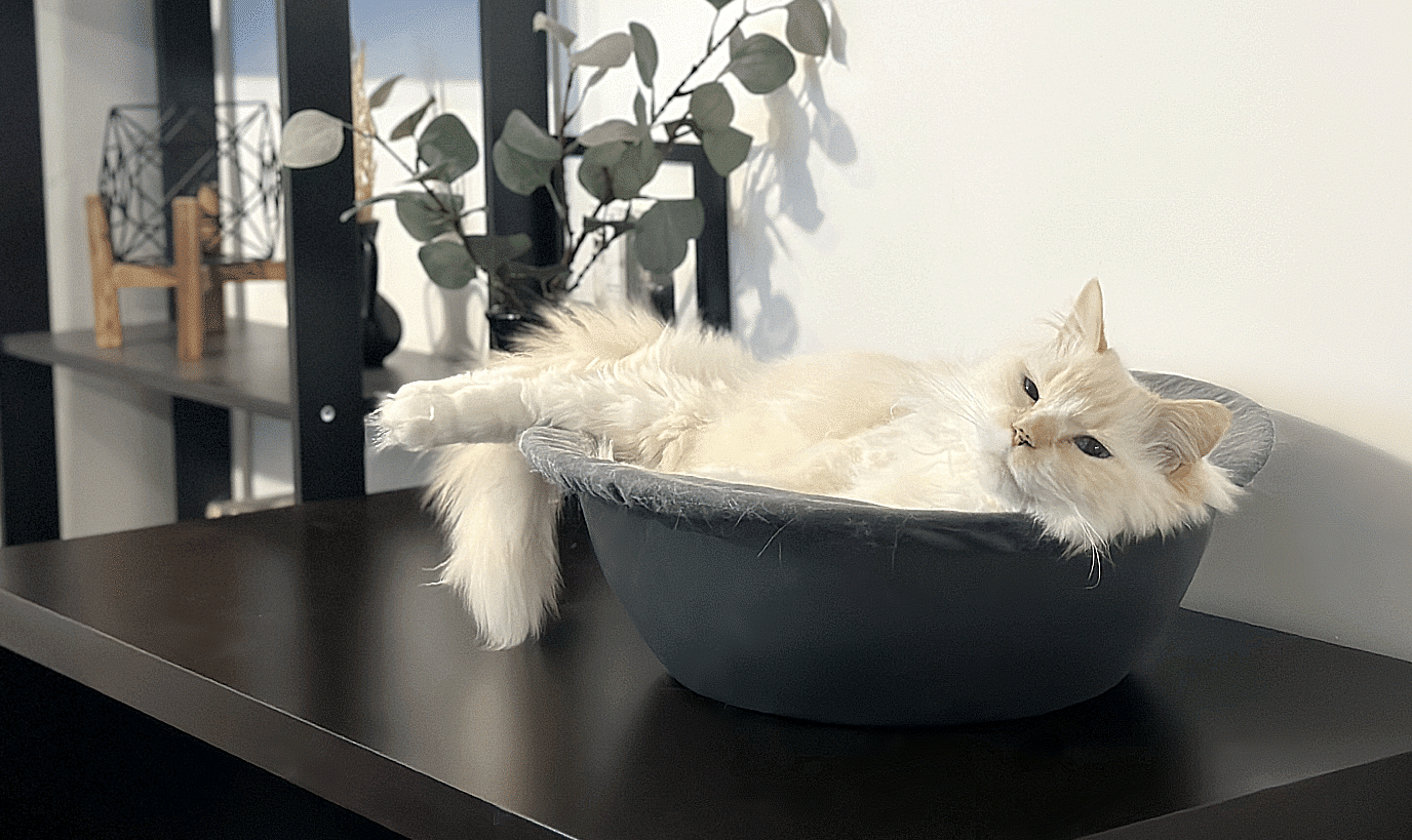 Hepper Nest - White Himalayan Persian on desk 4