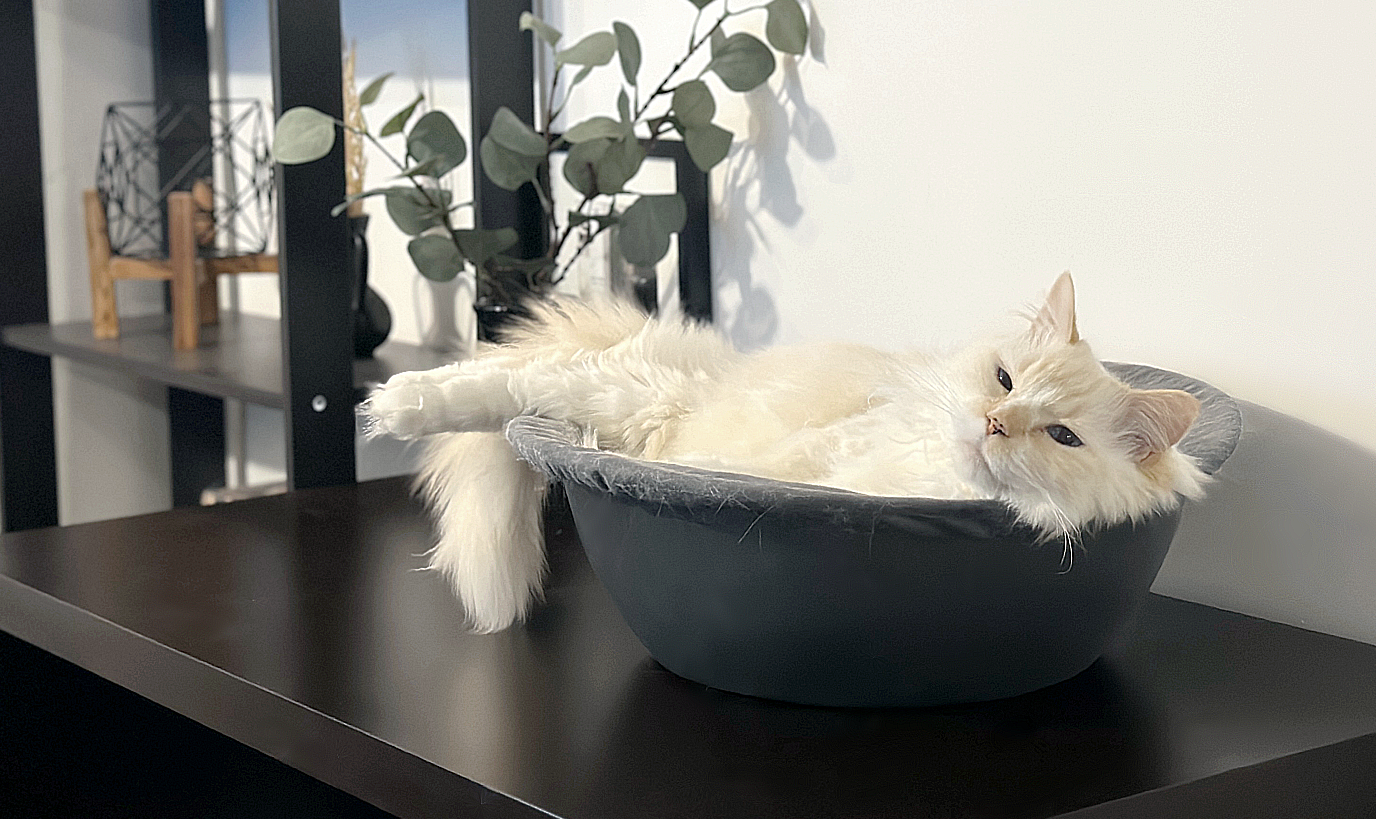 Hepper Nest - White Himalayan Persian on desk 4