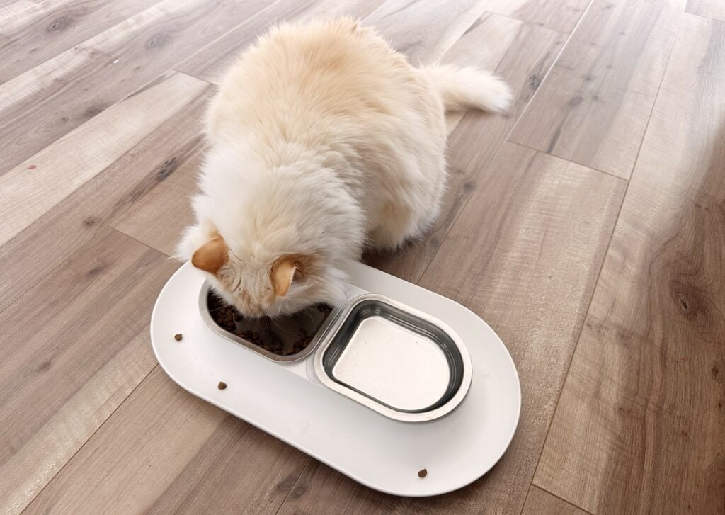 Hepper NomNom Cat Bowl