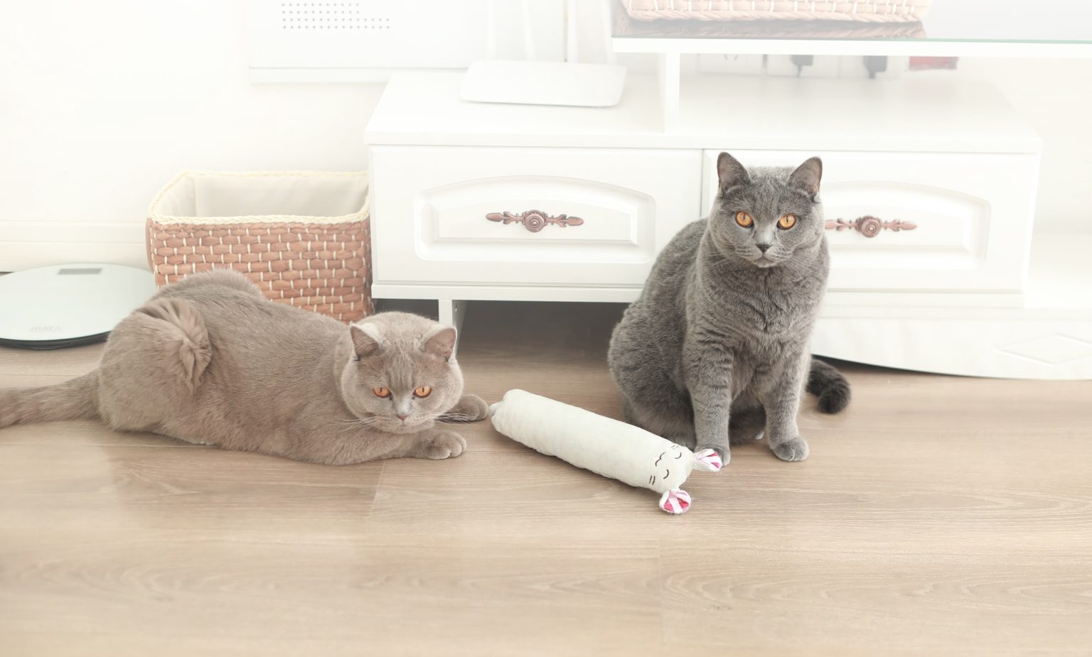 11 Best Toys for Active Cats in 2024 Reviews and Top Picks Catster