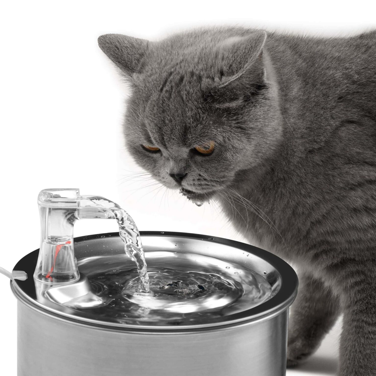 Best Products for Cats in 2024 Reviews & Top Picks Catster