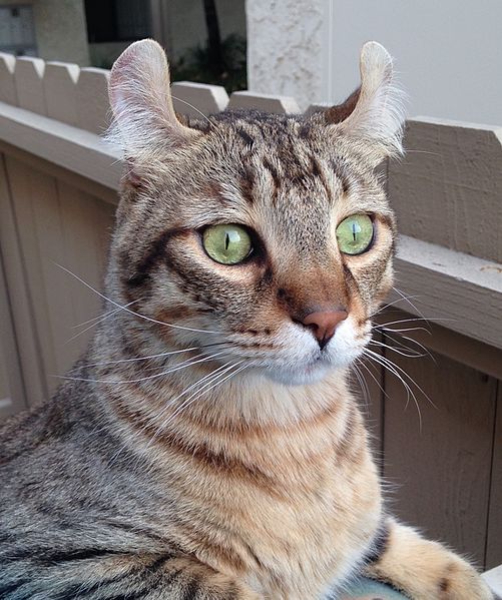 Highlander cat face close up