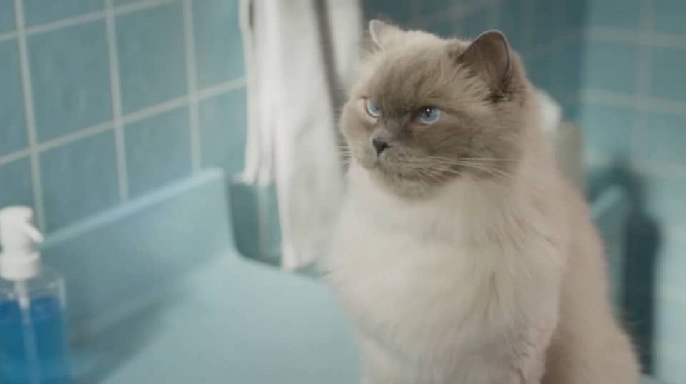 Highmark Cat (Still from 2020 Highmark TV Commercial), property of Highmark Inc