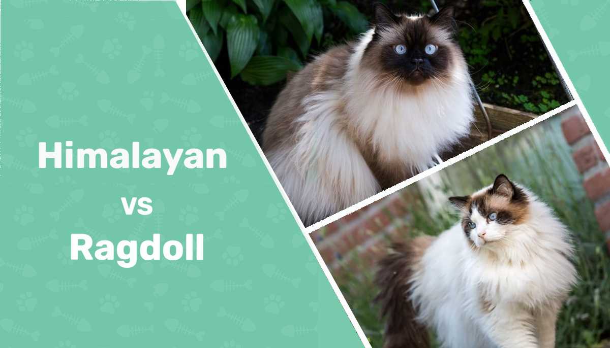 Himalayan Cat vs Ragdoll Cat