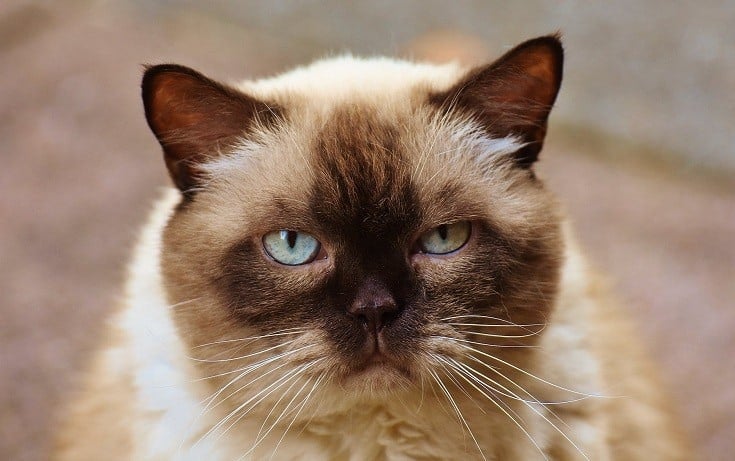 Himalayan Cat's Face