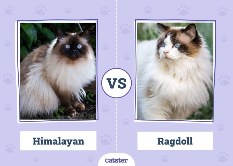 Himalayan VS Ragdoll