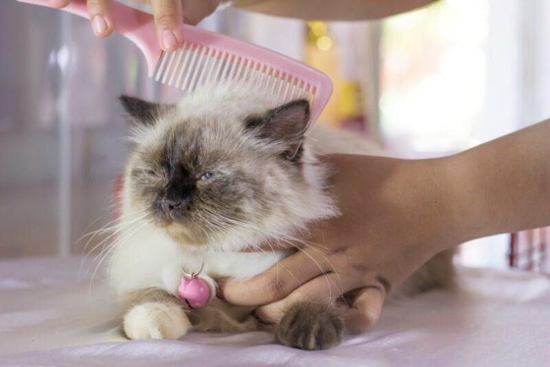 Himalayan cat grooming