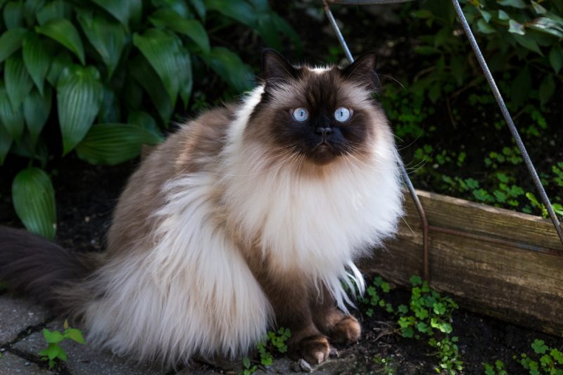 Himalayan cat sitting outdoors staring at the camera
