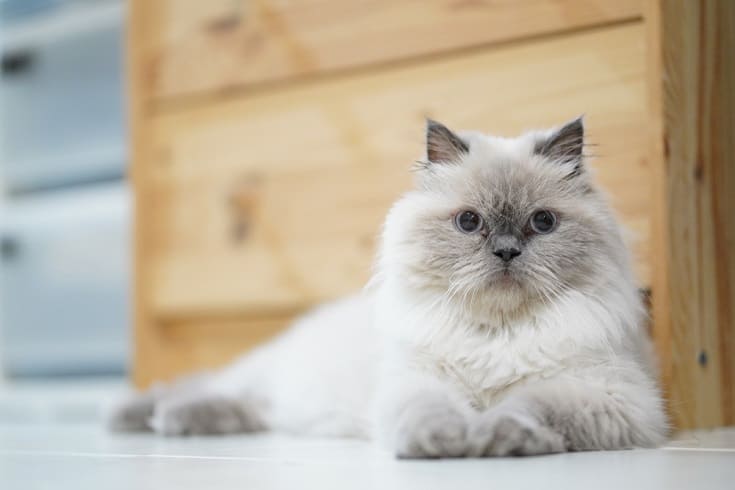 Himalayan cat