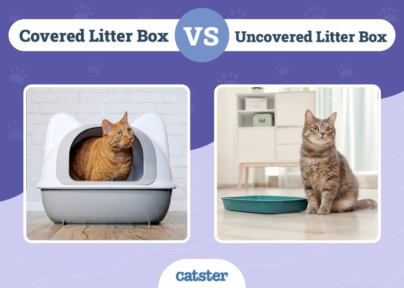 Covered vs uncovered litter box
