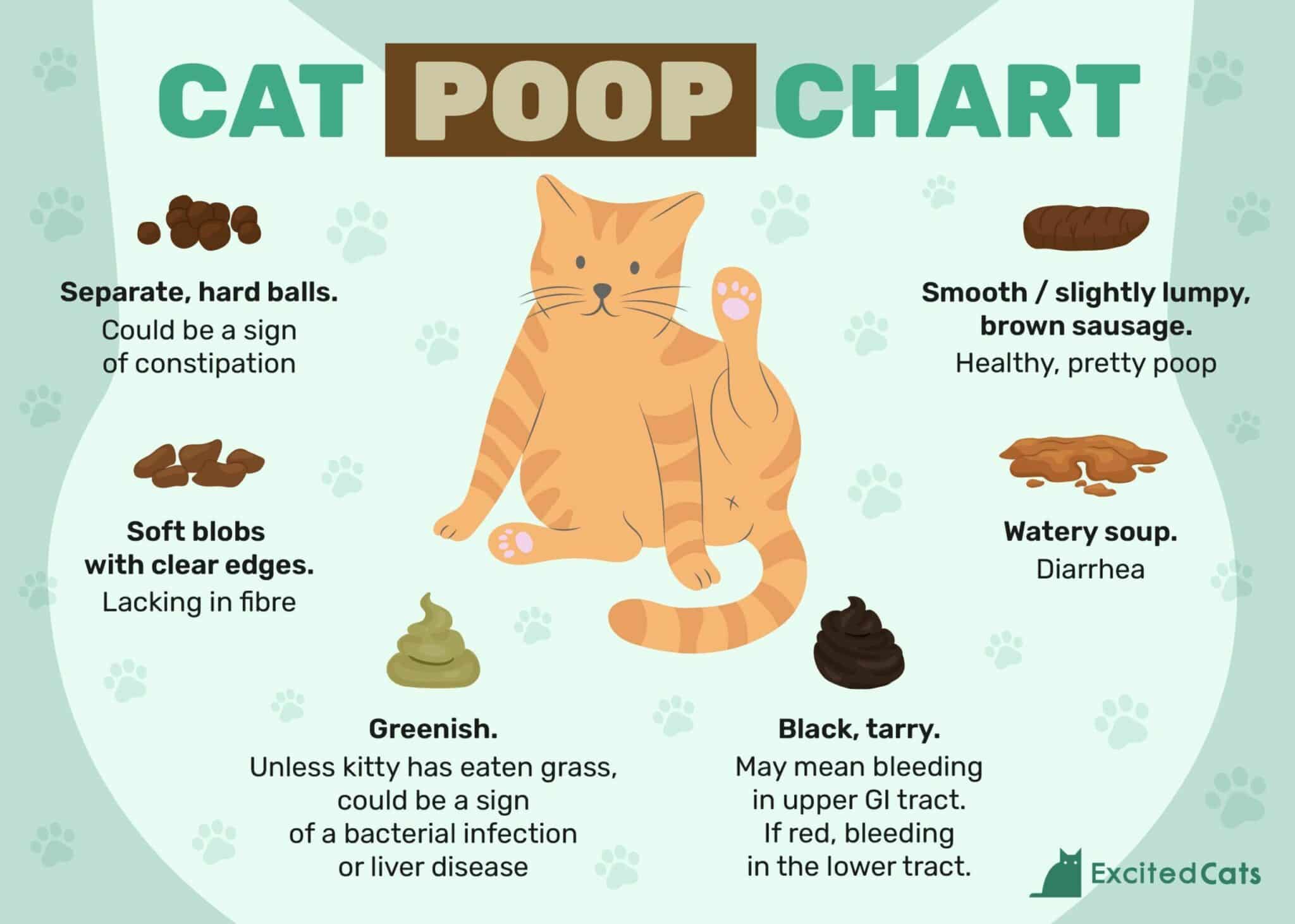identifying cat poop