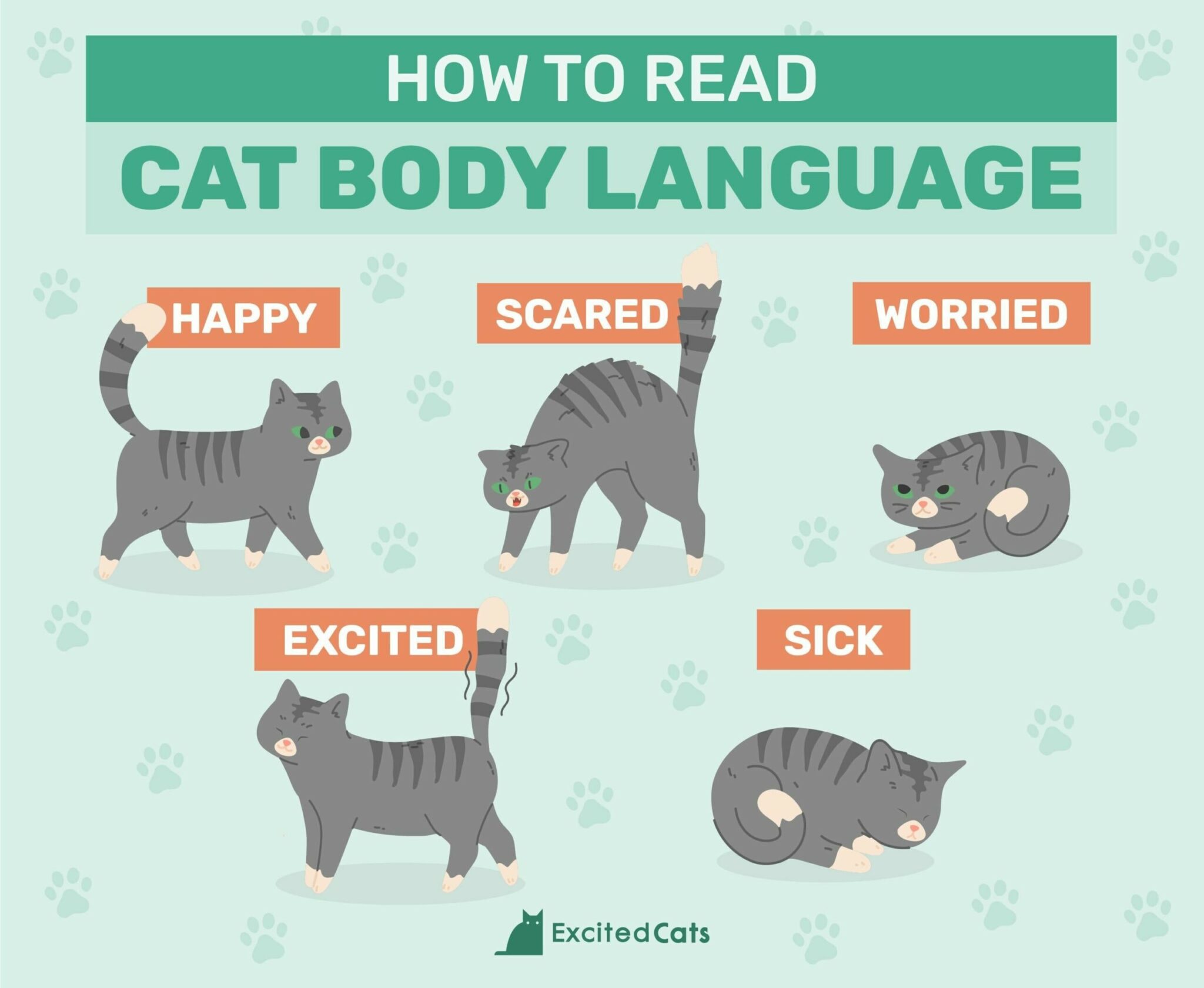 Why Do Cats Shake or Vibrate Their Tails? VetVerified Reasons Explained Catster