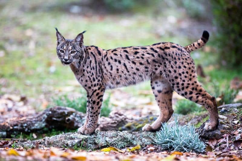 Iberian lynx (Lynx pardinus) standing outdoors