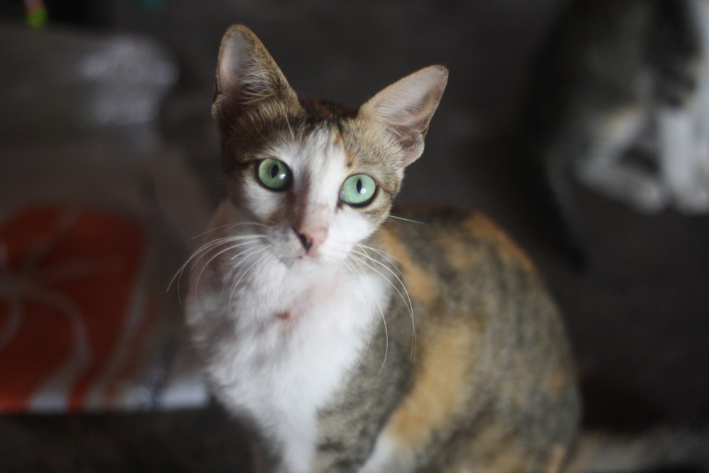 Indonesians call it a Javanese cat