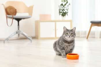 Indoor Cat Near Food Bowl_shutterstock_New Africa