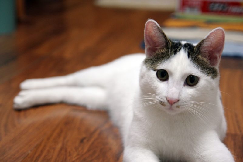 Indoor life of a Japanese Bobtail Cat