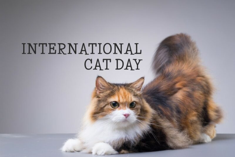 International Cat day