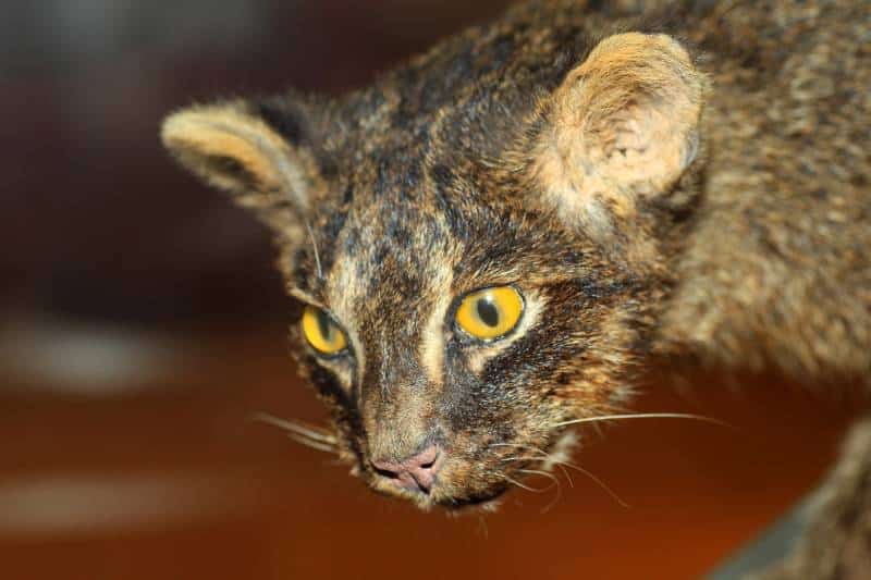 Iriomote wild cat (Prionailurus bengalensis iriomotensis)