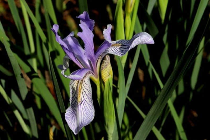 Iris plant with flower