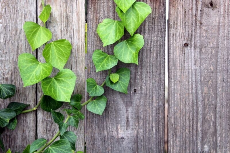 Ivy plant crawling on wooden fence