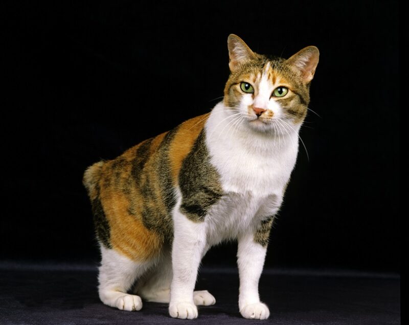 Japanese Bobtail Cat