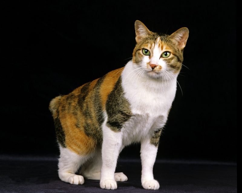 Japanese Bobtail Domestic Cat against Black Background