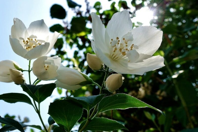 Jasmine plant with flower