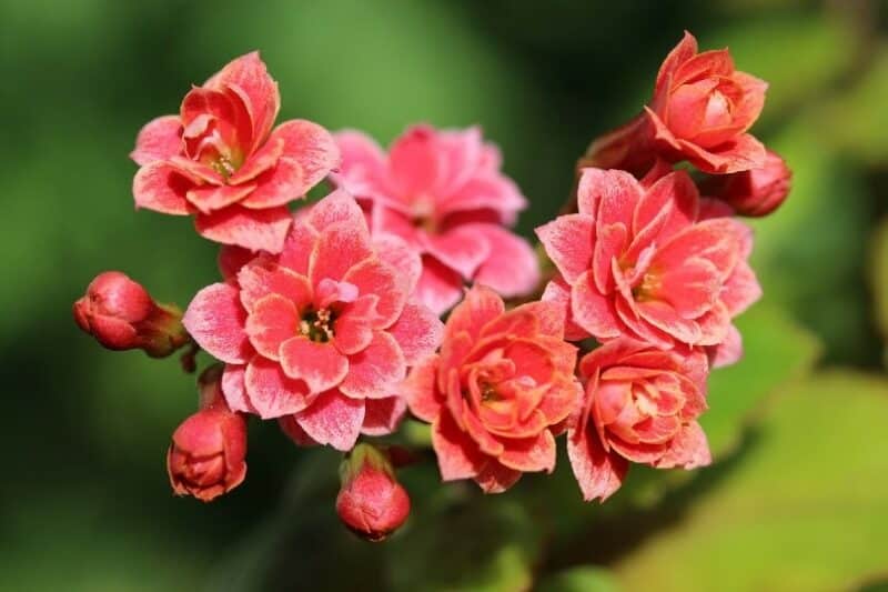 Kalanchoe plant