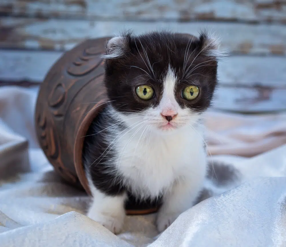 Kinkalow cat UW.ART Shutterstock 1.jpg - 11 Jenis Kucing Kaki Pendek Untukmu Pelihara. Mana Yang Jadi Pilihanmu!?
