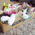 KitnipBox