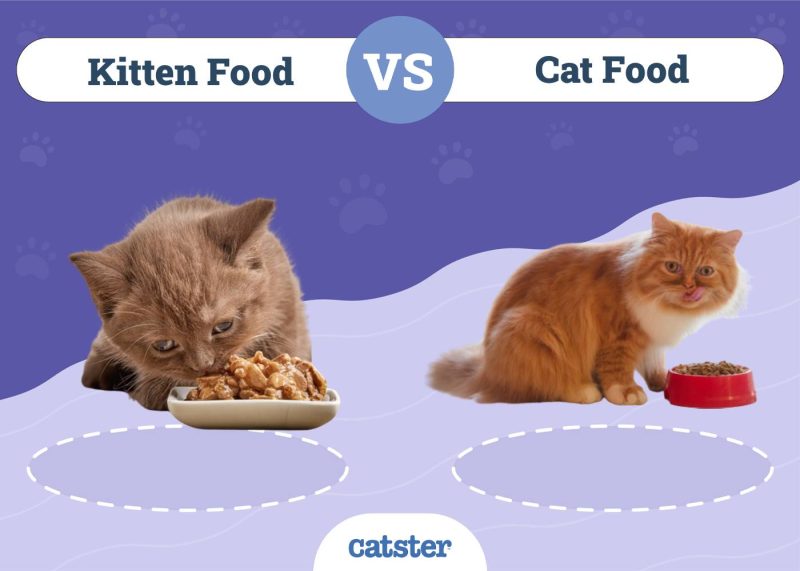 Kitten Food vs Cat Food: What's the Difference? Vet-Reviewed Facts