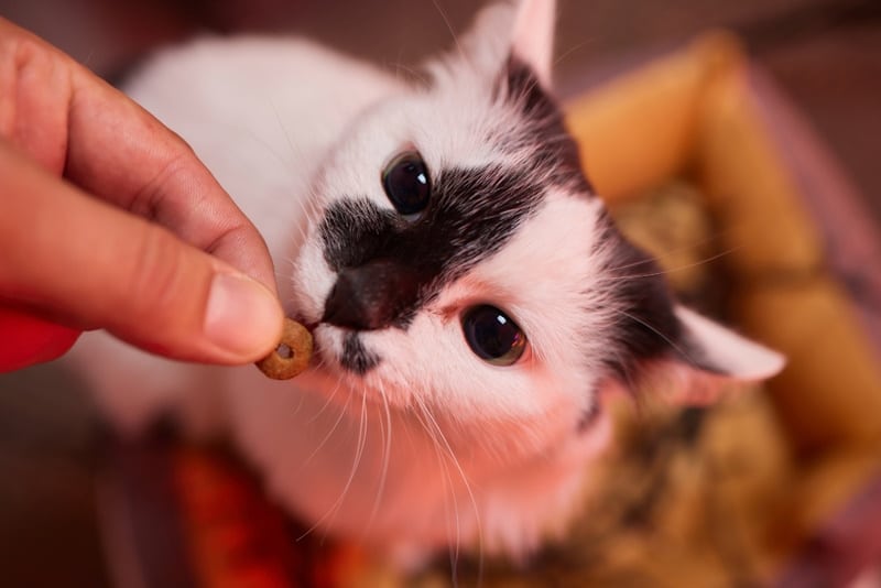 Kitten being given a treat