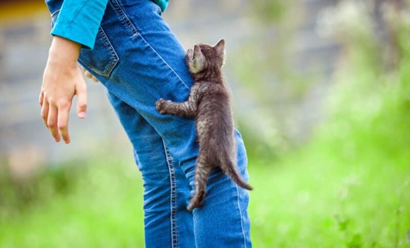 Kitten climbing on a person's tree