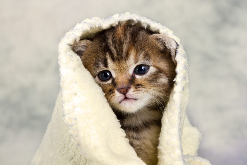 Kitten closed in towel warm sleepy small white