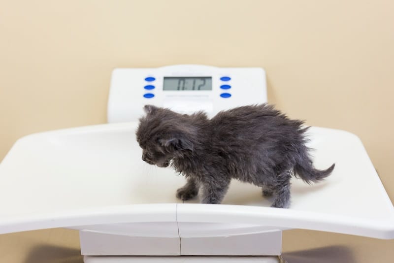 Kitten on a weighing scale at the vet office
