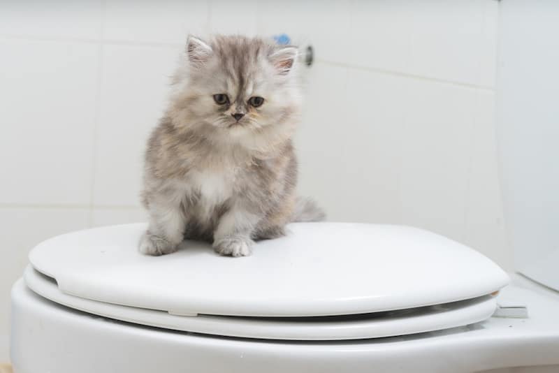 Kitten sitting on a cosed toilet bowl
