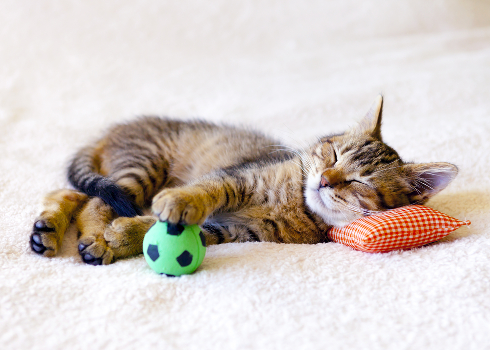 Kitten sleeping on a pillow