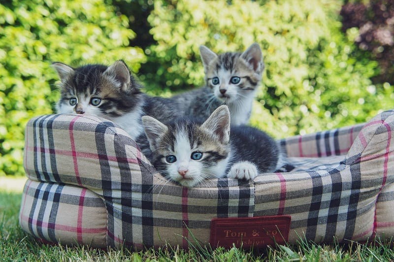 Kittens on a bed
