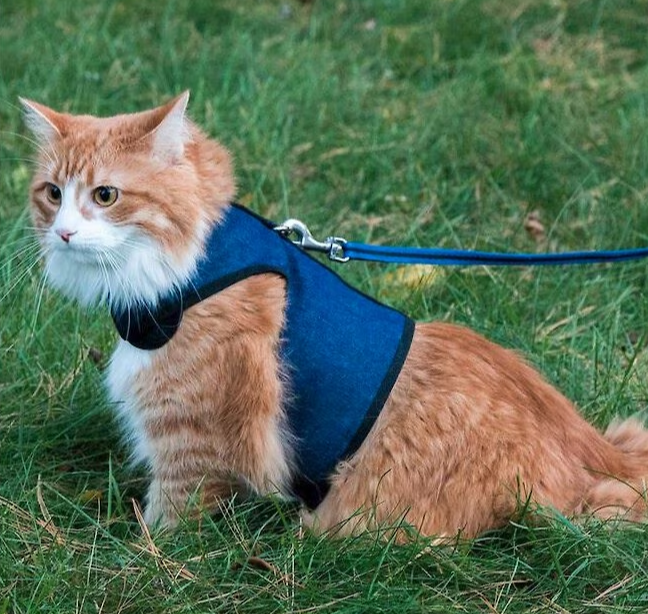 Kitty Holster Cat Harness