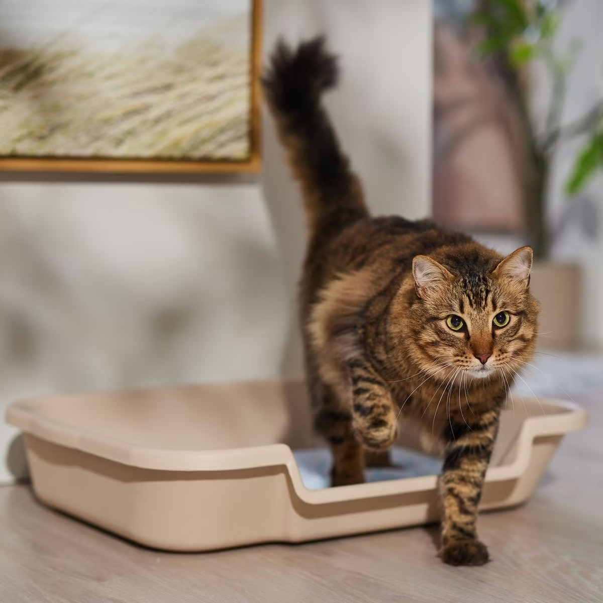 KittyGoHere Senior Cat Litter Box New