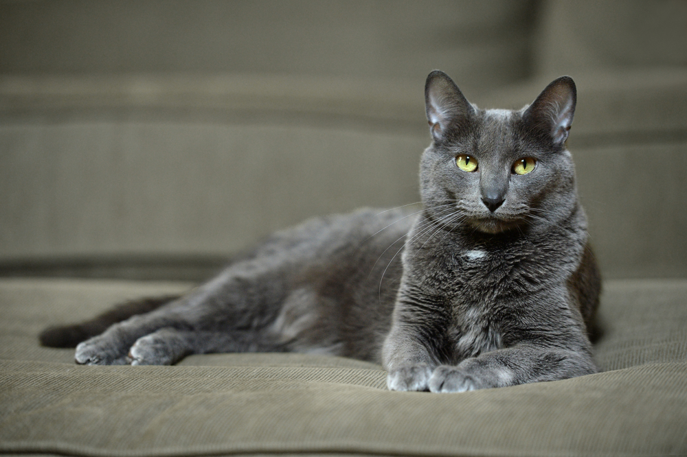 Korat Cat laying down on a couch