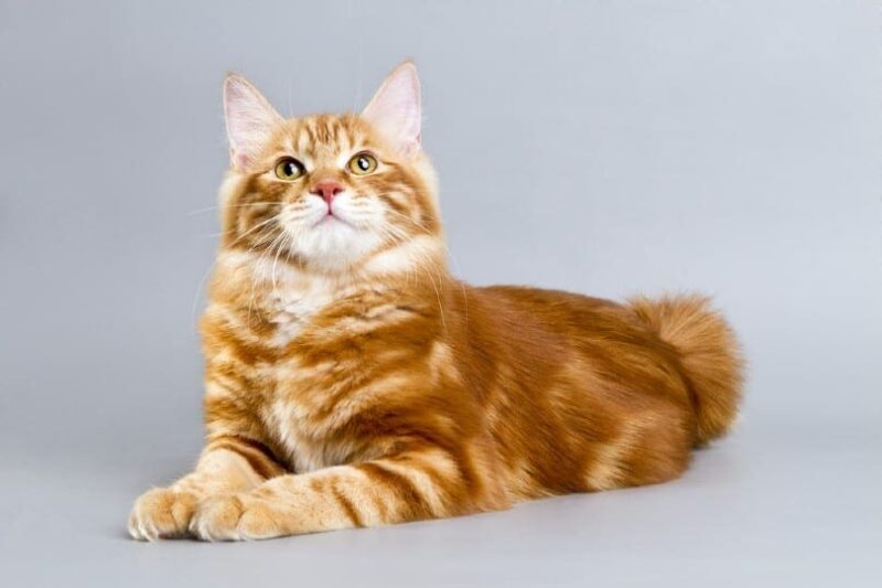 Kuril Bobtail red tabby cat