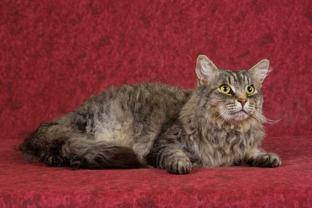 LaPerm Cat laying on a red background