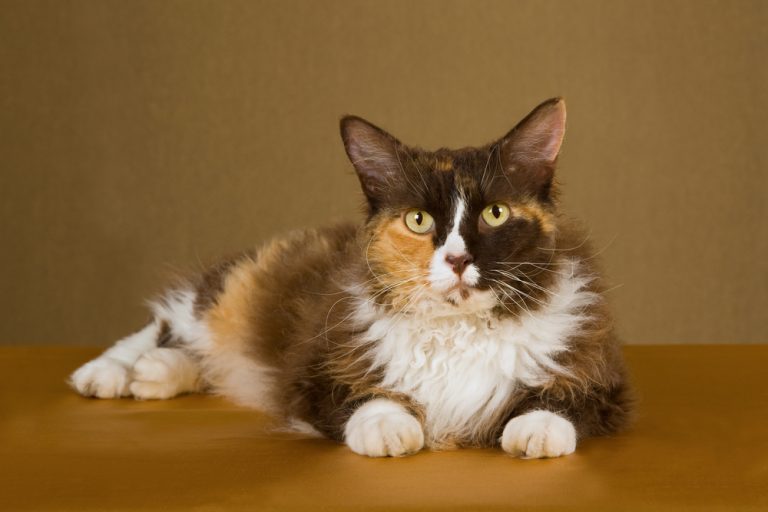 LaPerm Cat: Breed Info, Pictures, Traits & Facts - Catster