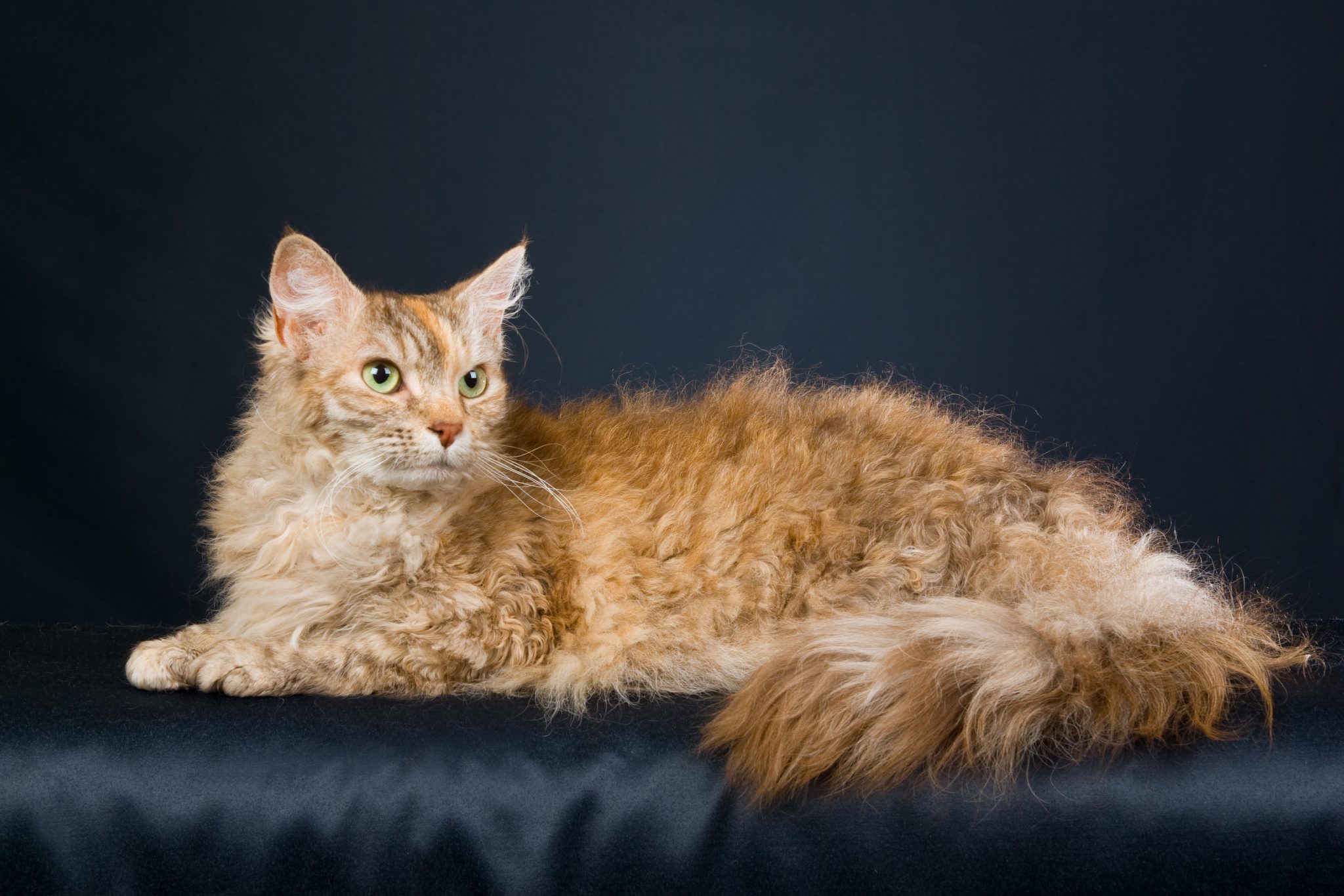 Laperm chocolate silver tortie tabby on black background