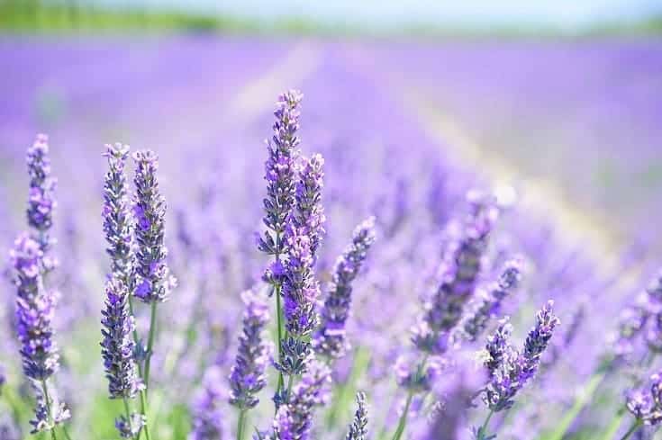 Lavender—Lavandula varieties